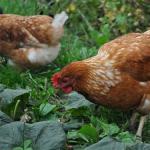 Куриный помёт как удобрение: правильное применение для сада и огорода